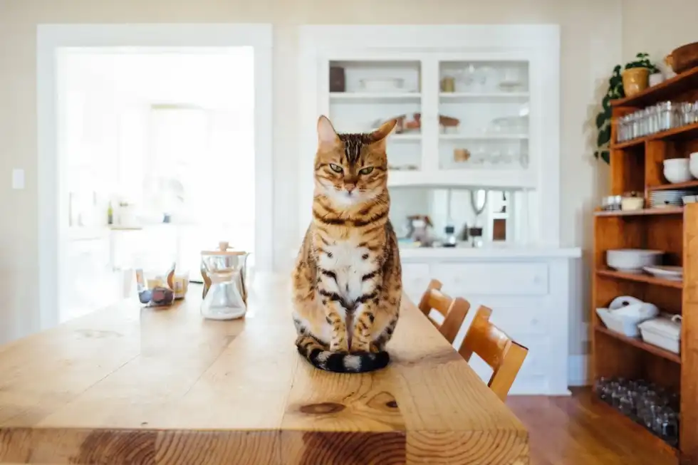 National Answer Your Cat's Question Day is dedicated to training your kitty to speak and meow.