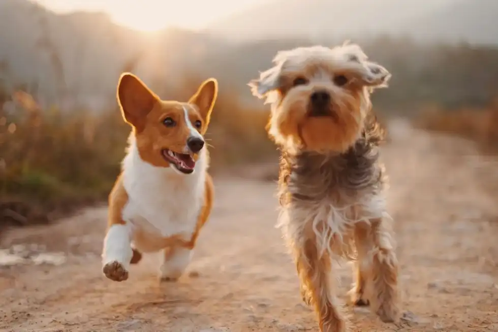National Check The Chip Day is to access ready-to-use tools at veterinarians to check the chip under their pet's skin.