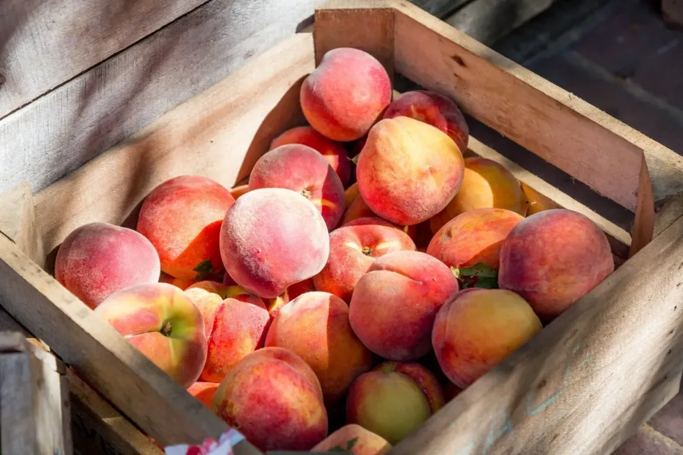 National Eat A Peach Day is celebrated on August 22 every year.