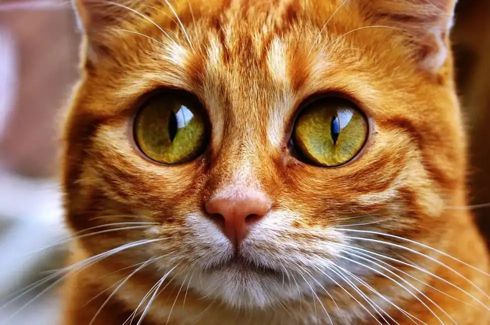 National Garfield the Cat Day celebrates the famous cat character Garfield.