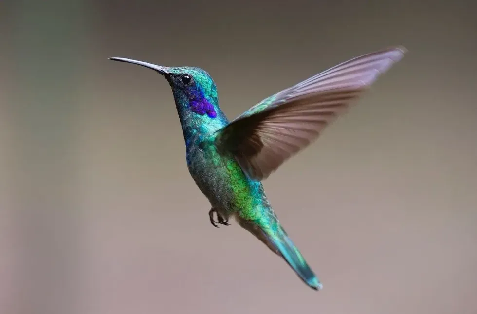 National Hummingbird Day is dedicated to the wild bird species known as hummingbirds.