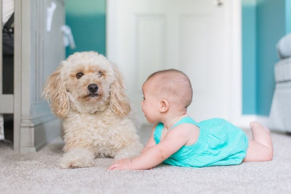 National Kids And Pets Day is celebrated on April 26, because every pet animal provides numerous benefits in the lives of adults and the development of a child at every stage.