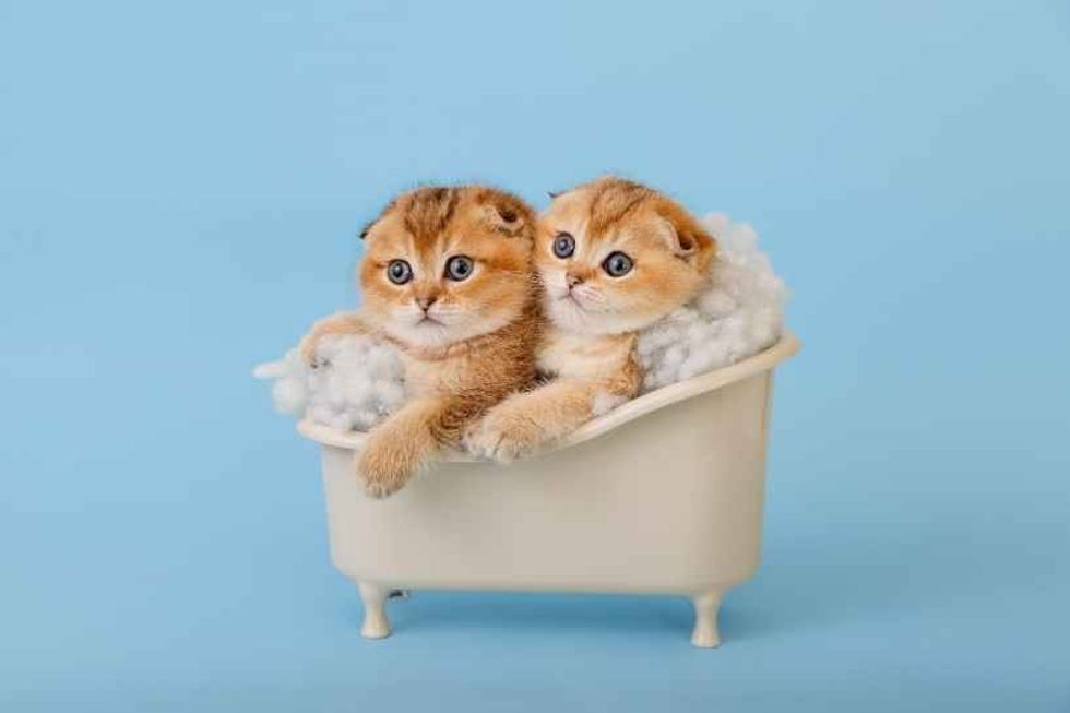 National Kitten Day allows you to spoil your kitten as much as you want!