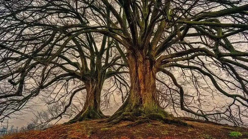 National Love A Tree Day is a great initiative.
