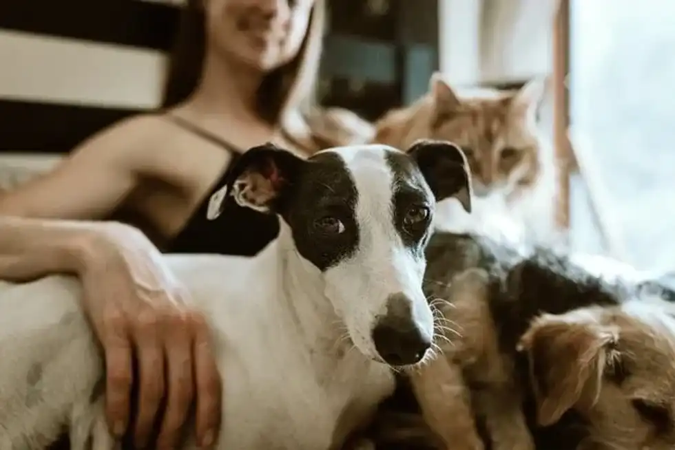 National Love Your Pet Day signifies the importance of pets in our life.