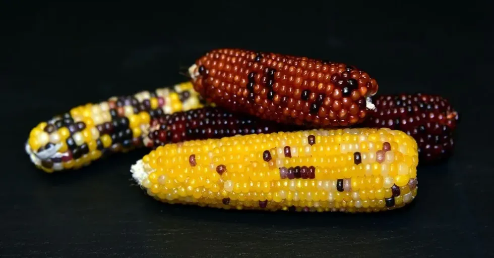 National Maize Day promotes Americans in understanding the history of Maize.