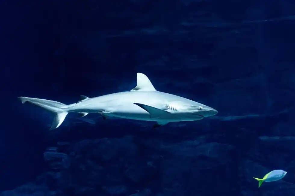 National Megalodon Day is celebrated on June 15 every year in the U.S. Read on to know more about the watery habitats.
