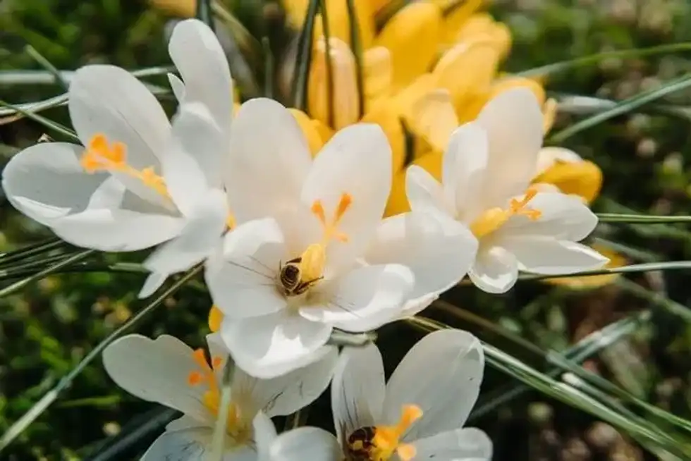 National Orange Blossom Day celebrates the fragrant flower in all its glory.