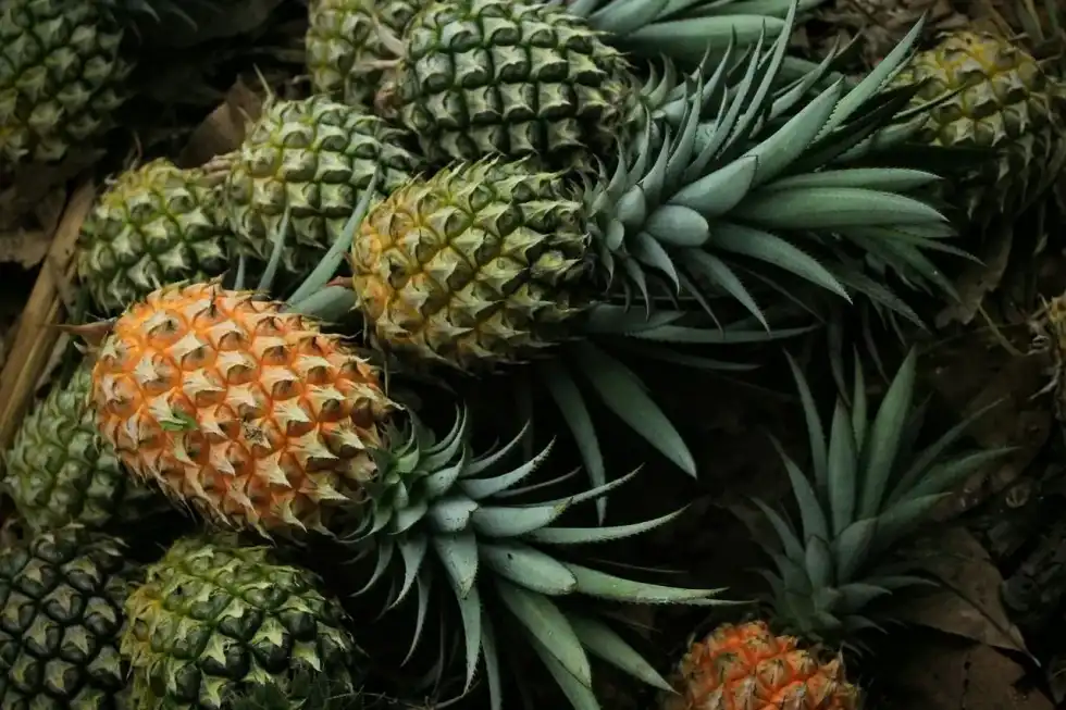 National Pineapple Day is the perfect day to enjoy a cool pina colada prepared from this ripe appetizing fruit.