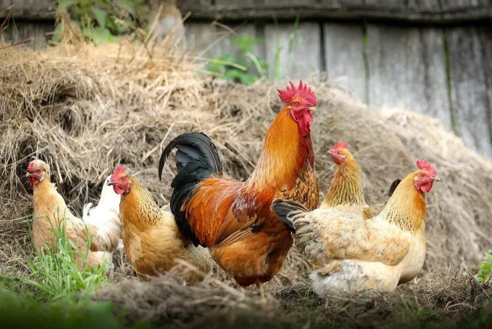 National Poultry Day is the day to recognize farmers who raise the excellent source of protein we eat.