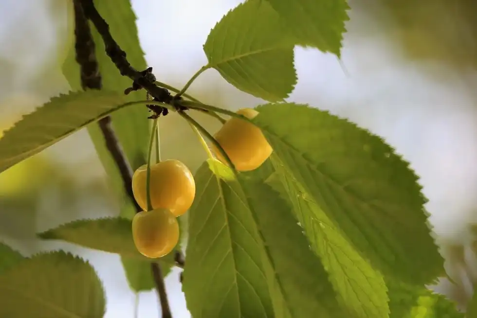 National Rainier Cherry Day pays homage to the great Mount Rainier.