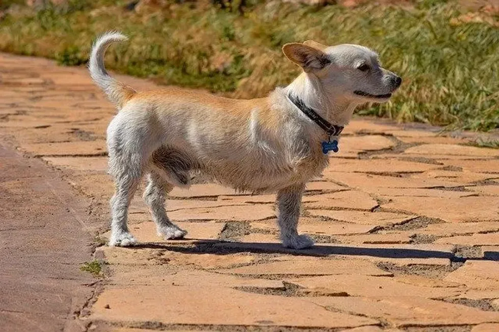 National Specially Abled Pets Day shines a light on disabled animals and how disability affects pets. Pets Day shines a light on disabled animals and how disability affects pets.