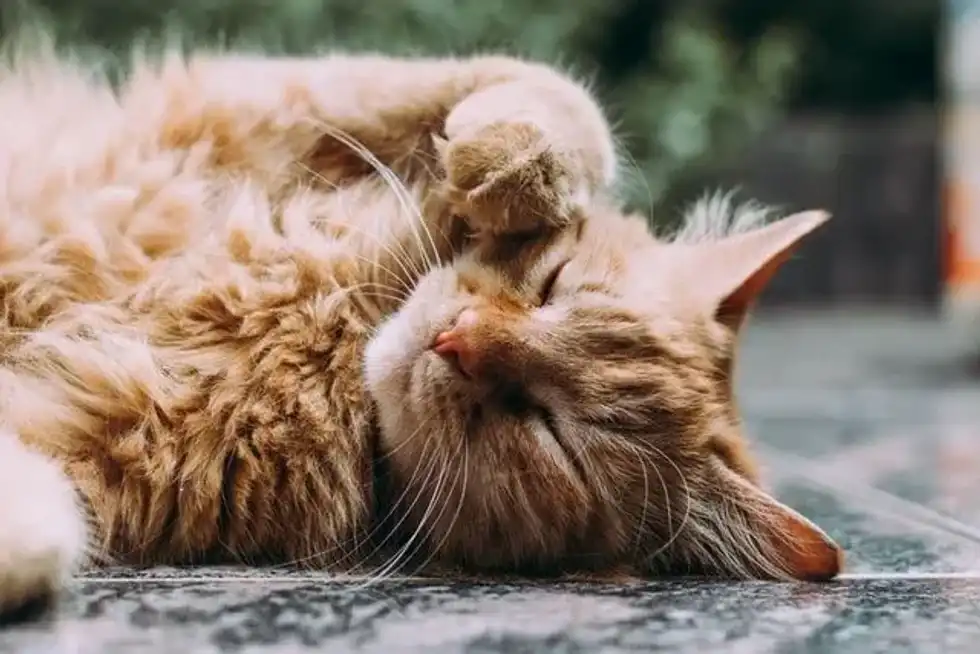 National Take Your Cat To The Vet Day is dedicated to cat care to determine early signs of kidney disease for preventive care of the pet.