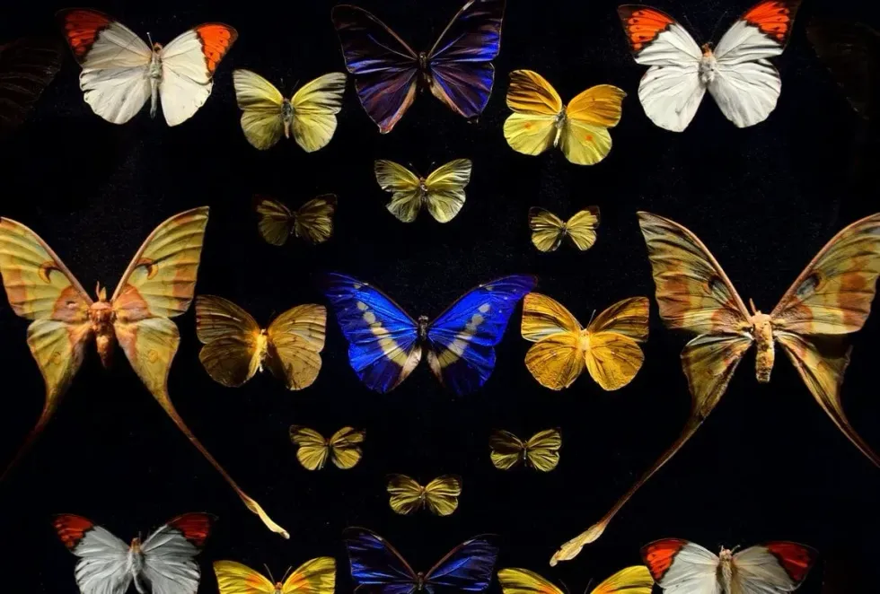 Natural and beautiful Entomology facts!