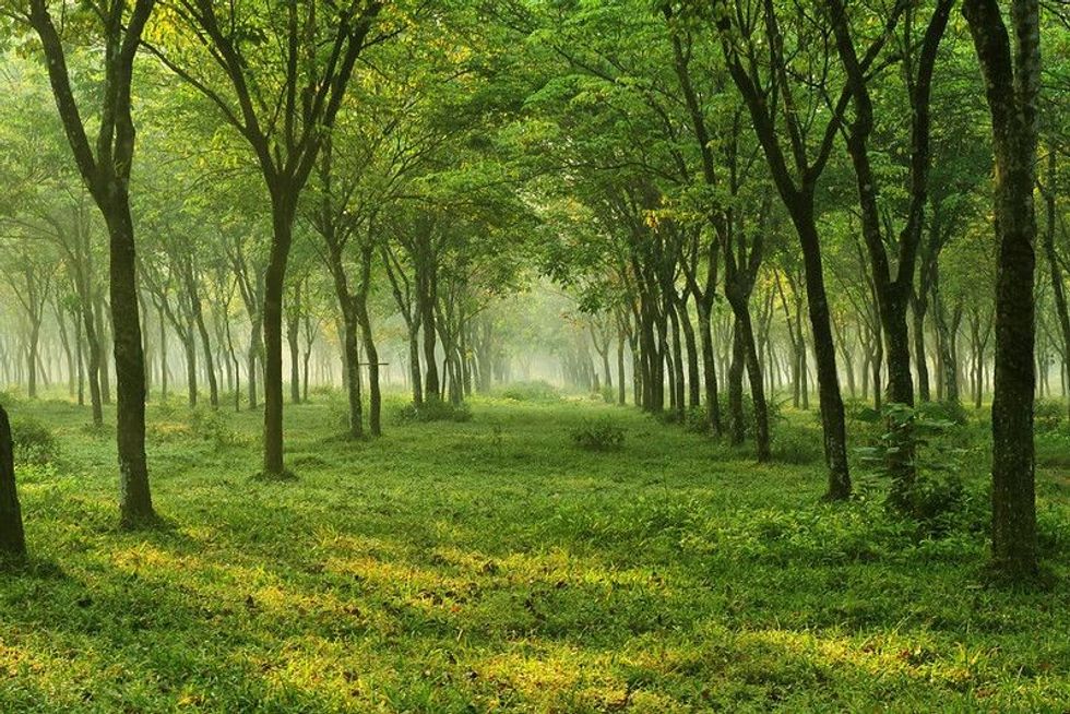 nature,tree,flower and landscape