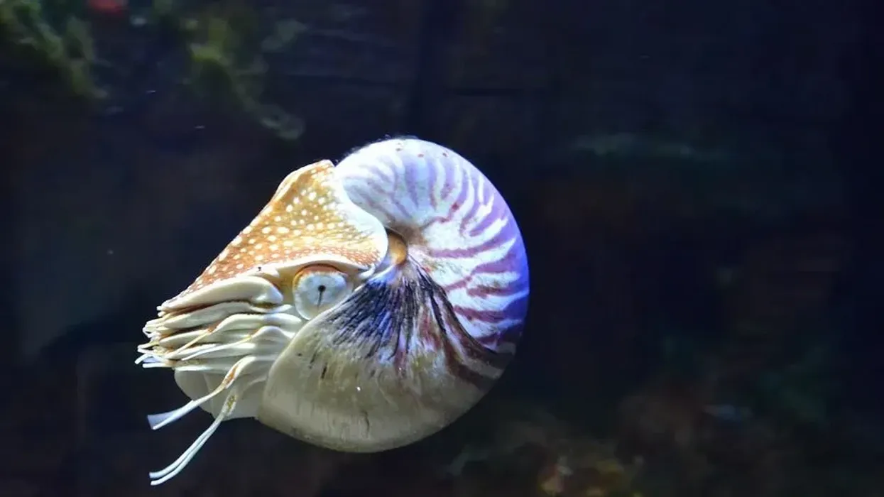 Nautilus facts about the advanced mollusk species with a different brain structure.