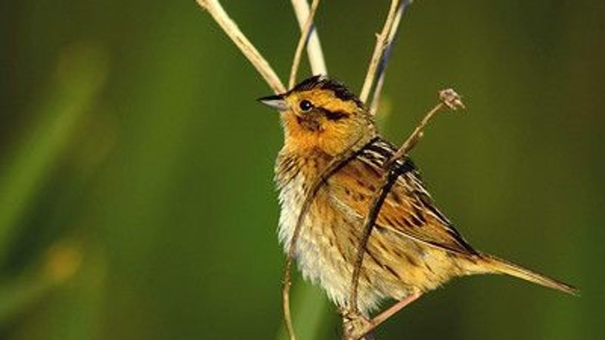 Nelson's sparrow facts for kids are amusing!