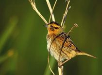 Nelson's sparrow facts for kids are amusing!