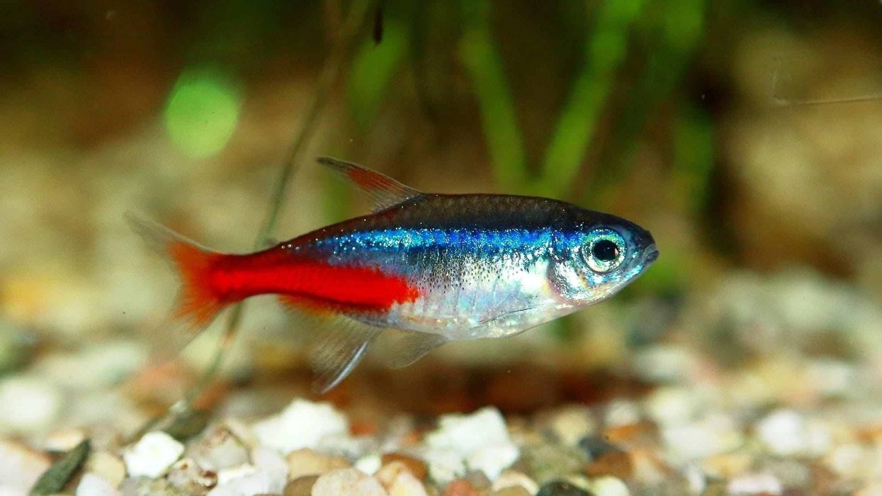 Neon tetra facts about the peaceful community fish