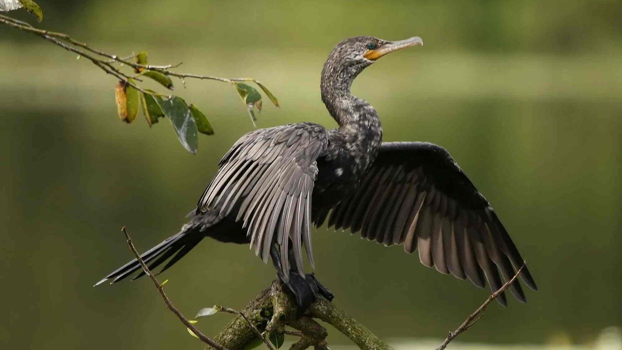 Neotropic cormorant facts about their habitats.