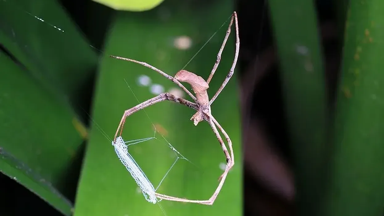 Net casting spider facts about a specialist in seizing its prey through a small web formed by its front legs.