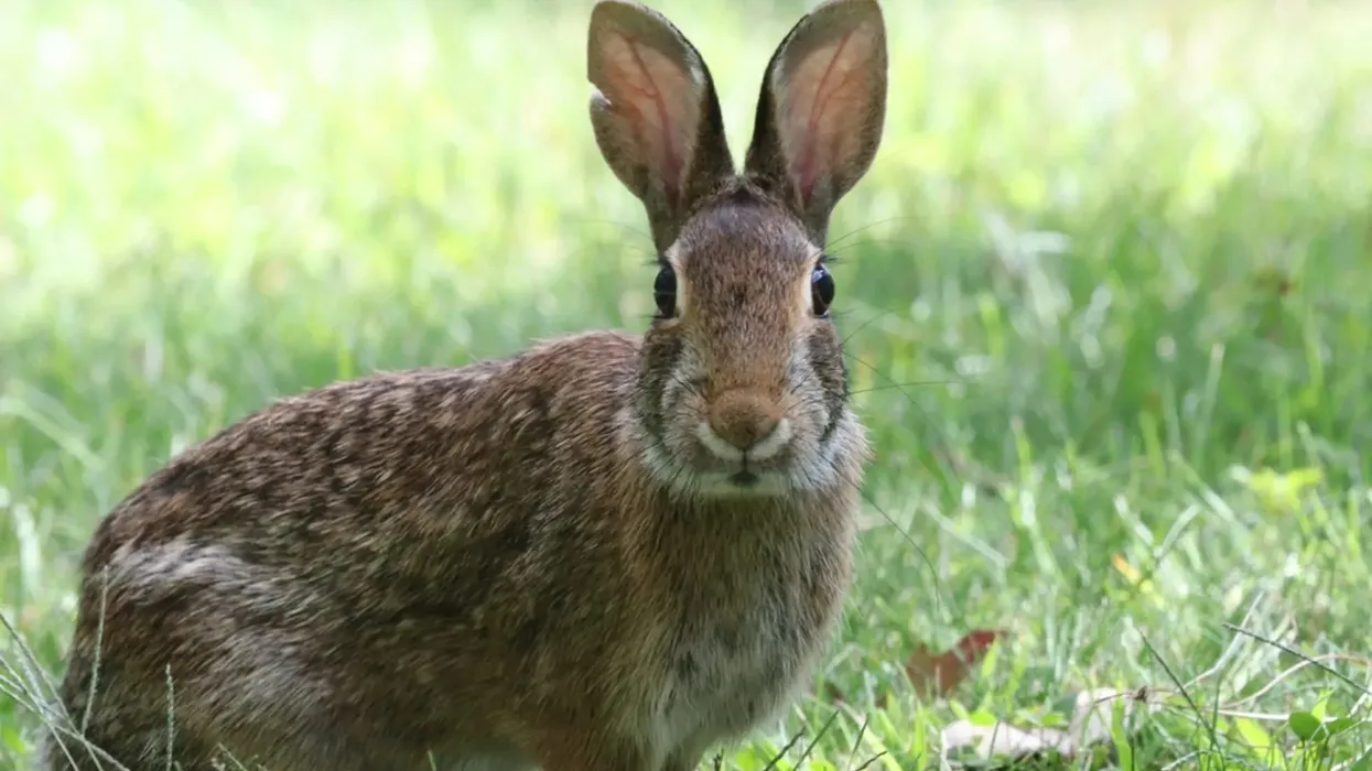 New England cottontail facts about New England cottontails breed.