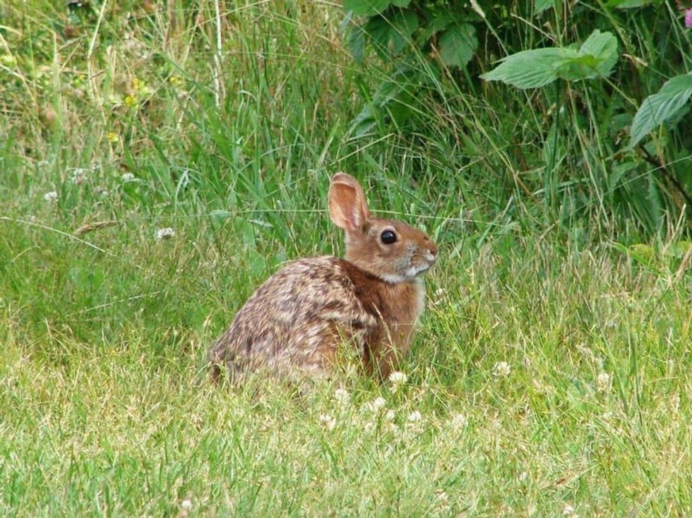 Fun Omilteme Cottontail Facts For Kids | Kidadl