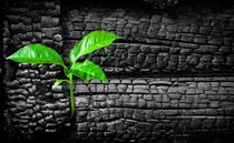New life concept of a plant rising from ashes