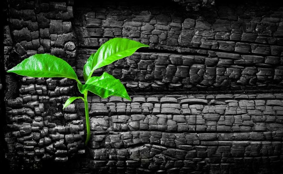 New life concept or rising from ashes.