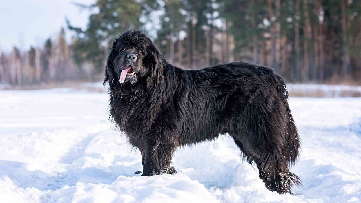 Newfoundland dog facts are about an amazing giant breed of dogs