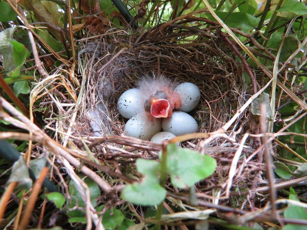 Newly hatched baby Purple House Finch in nest.