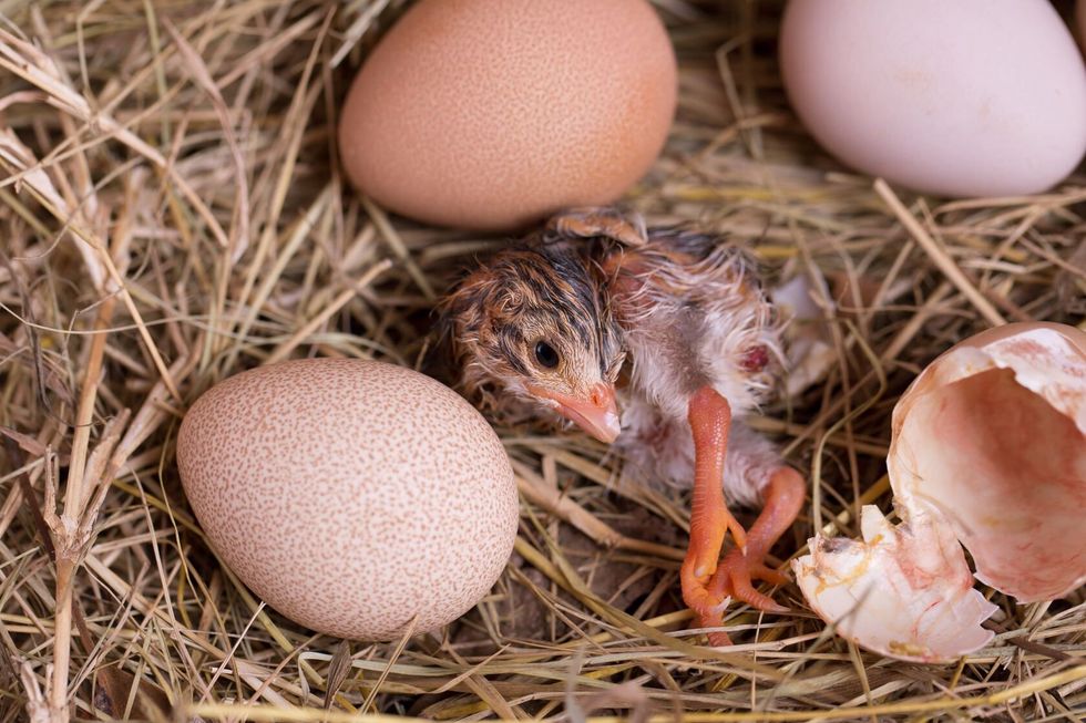 Newly Hatched Guineafowl.