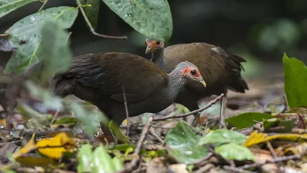 Nicobar megapode facts which are fun and informative.