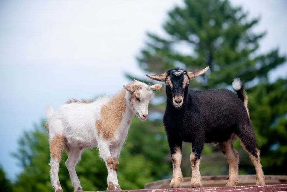 Nigerian dwarf goats standing together in focus.