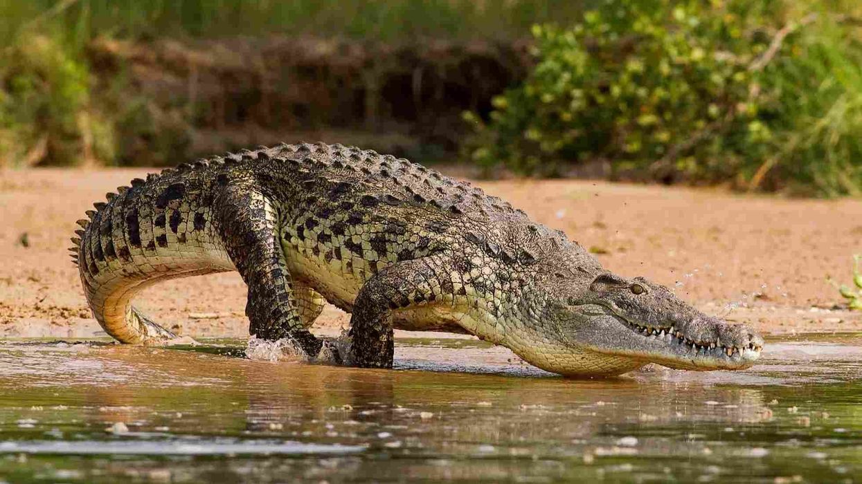 Nile crocodile facts about the most feared predator in Africa.