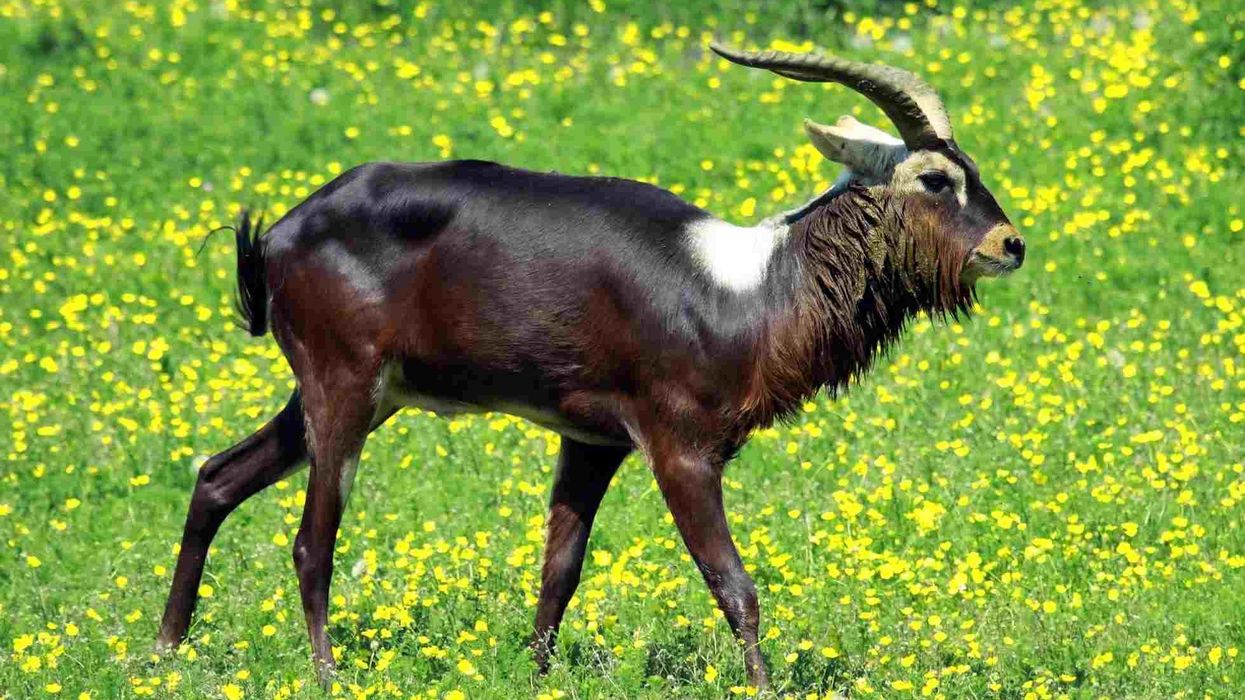 Nile lechwe facts about an endangered antelope species.