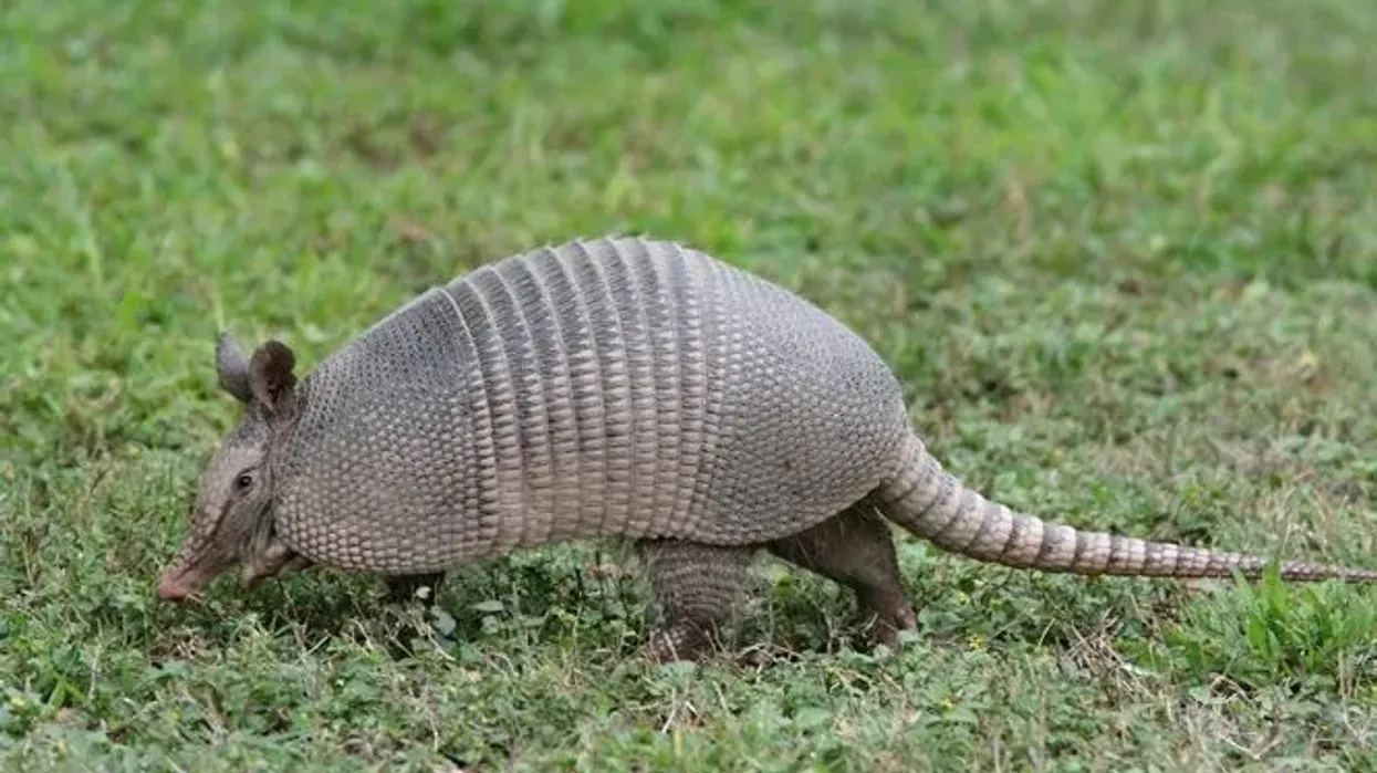 Nine-banded armadillo facts are great for kids.
