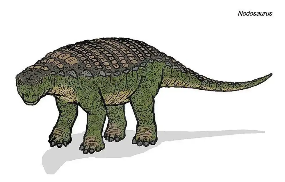 Niobrarasaurus facts are about a dinosaur from the Smoky Hill Chalk Member of Gove County, Kansas.