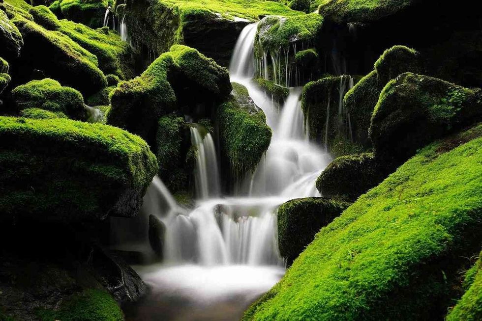 Non vascular plants are also known as bryophytes