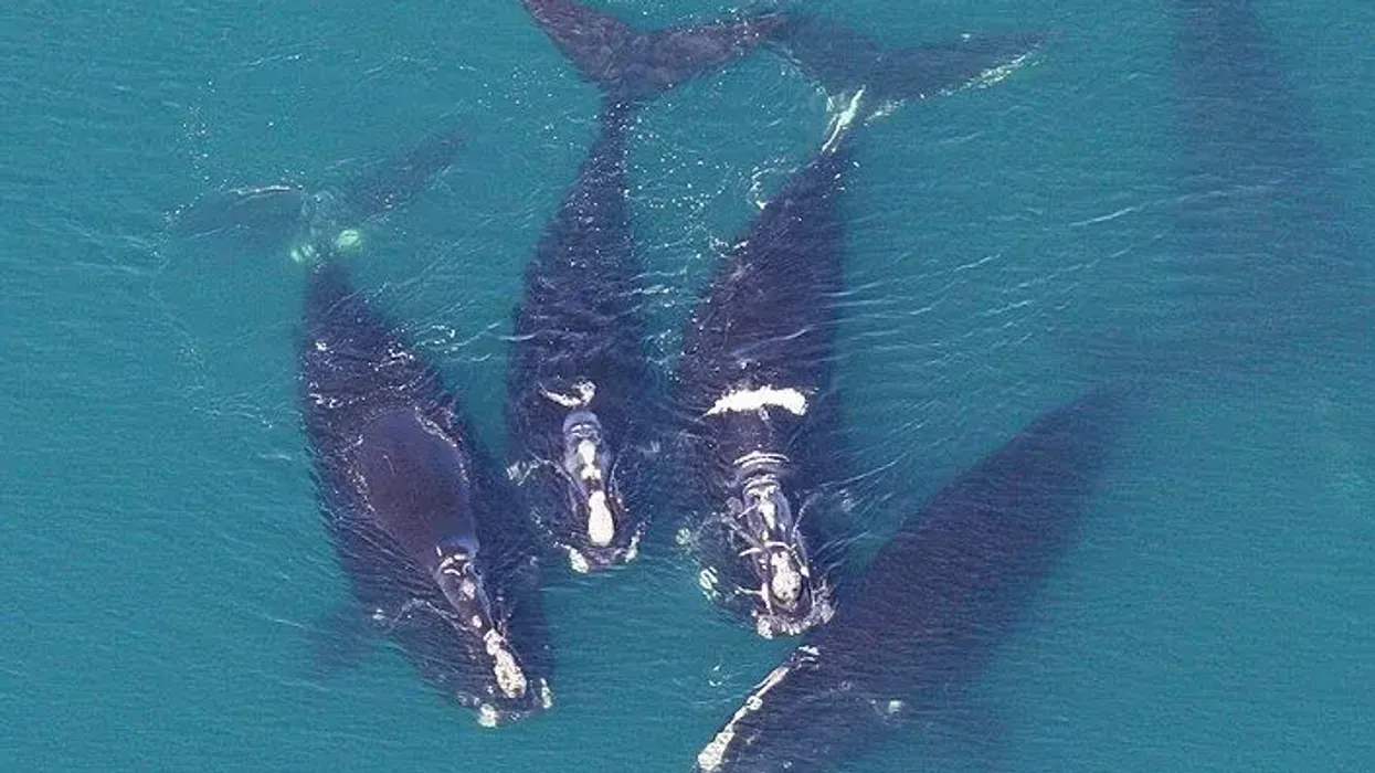 North Atlantic right whale facts that they are mostly seen on the surface of ocean and sea, in groups of two or three.