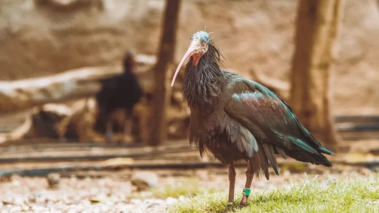 Northern bald ibis facts are fascinating.