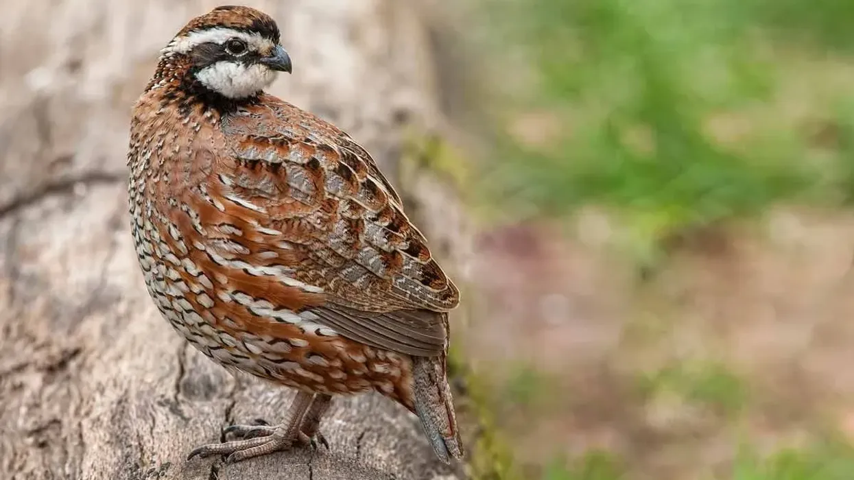 Northern bobwhite facts on the bird which belongs to the new world quails group of species
