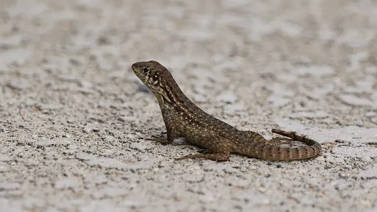 Northern curly-tailed lizard facts are amazing.