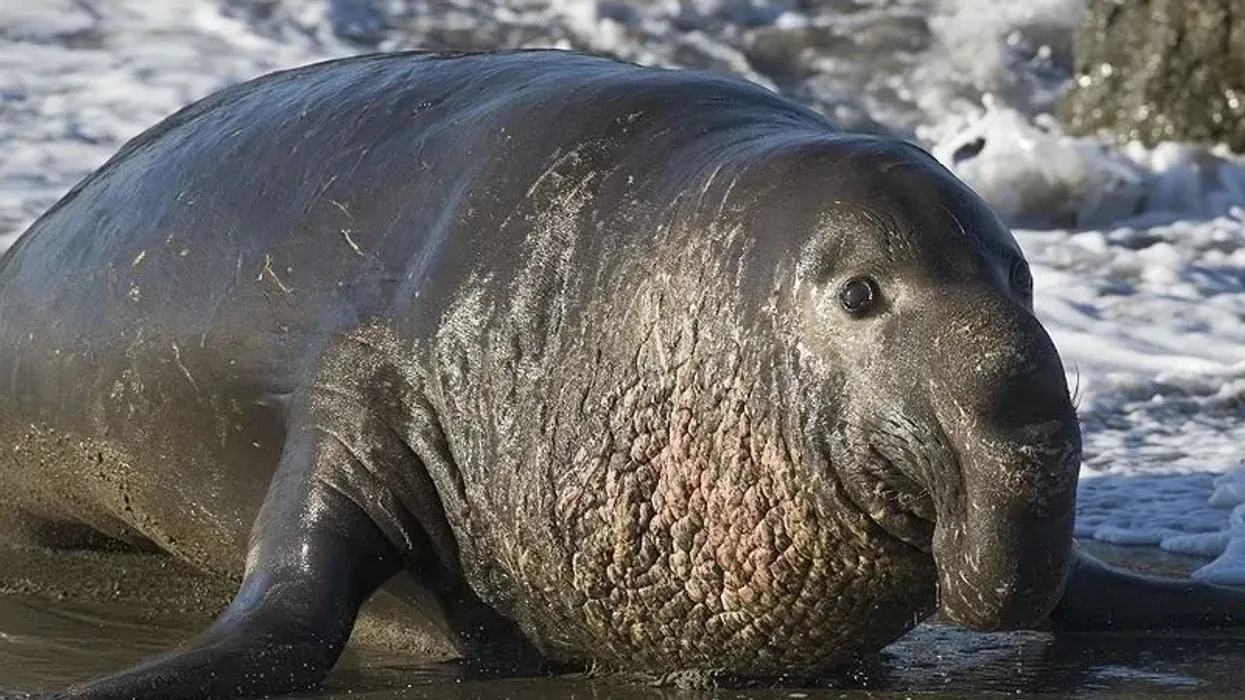 Northern elephant seal facts talk about adult males found around the sea and coastal areas of California and Baja California.