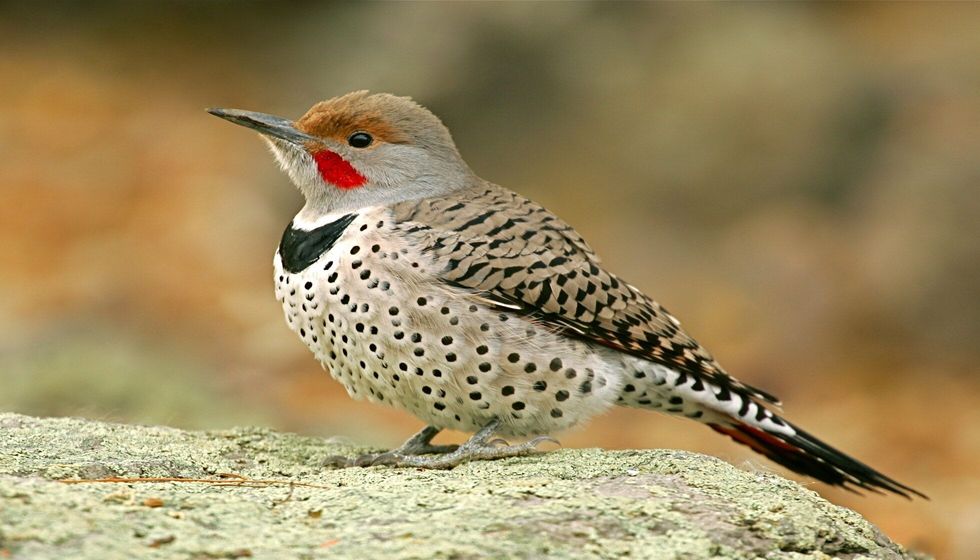 Northern Flicker detailed close up.