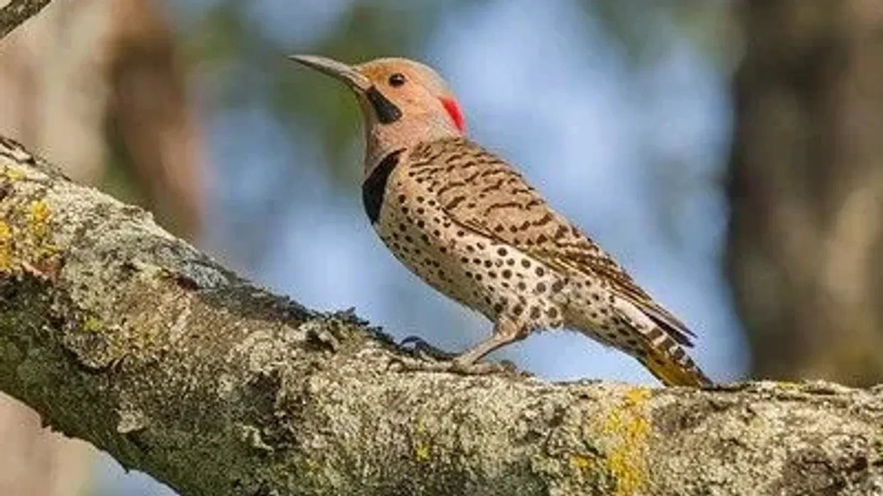 Northern Flicker Fact File