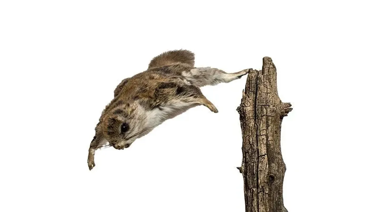 Northern flying squirrel facts are interesting for people who adore animals.