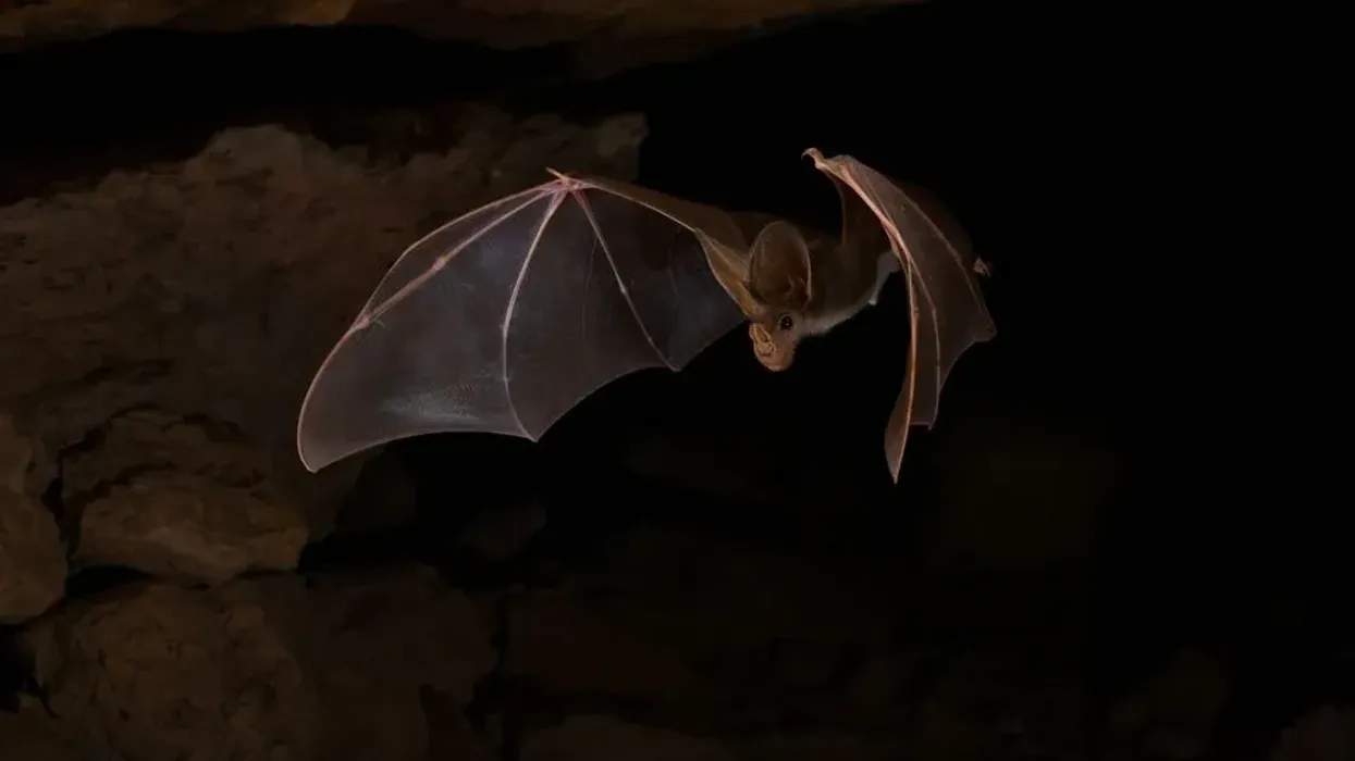 Northern ghost bat facts are captivating.