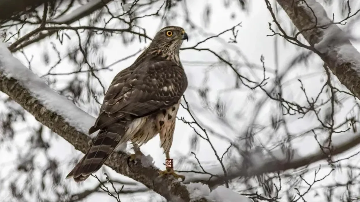 northern goshawk facts about the North American birds of prey