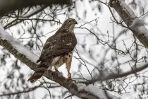 northern goshawk facts about the North American birds of prey